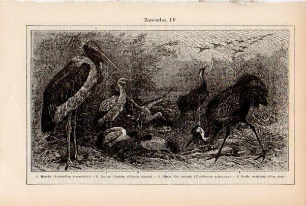 LAMINA ESPASA V51953: Aves zancudas