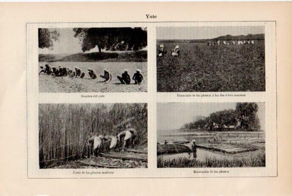 LAMINA ESPASA V51951: Siembra, corte y maceracion de la planta del yute