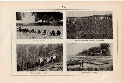 LAMINA ESPASA V51951: Siembra, corte y maceracion de la planta del yute