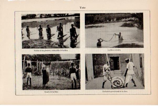 LAMINA ESPASA V51950: Preparacion de la fibra del yute