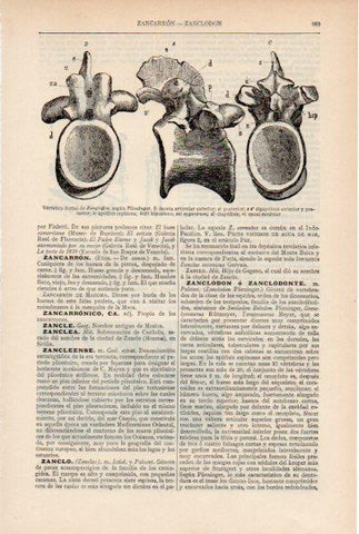 LAMINA ESPASA V51957: Vertebra dorsal del zanclodon