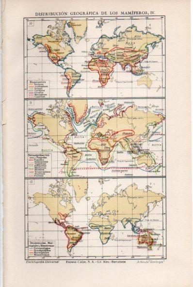 LAMINA ESPASA V52024: Distribucion geografica de los mamiferos mapas del mundo IV