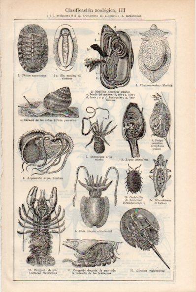 LAMINA ESPASA V52020: Clasificacion zoologica moluscos, crustaceos, xifosuros y tardigrados