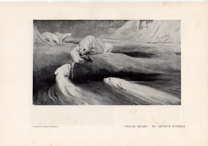 LAMINA V51950: Polar bears by Arthur Wardle