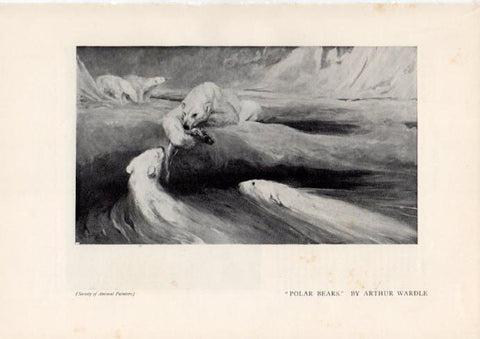 LAMINA V51950: Polar bears by Arthur Wardle