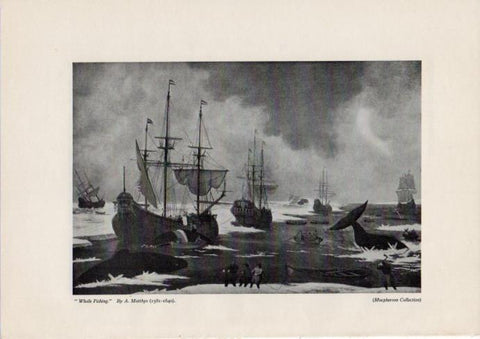LAMINA V51878: Whale Fishing bay A. Matthys