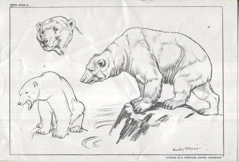 Lamina Emilio Freixas numerada 04: Oso polar