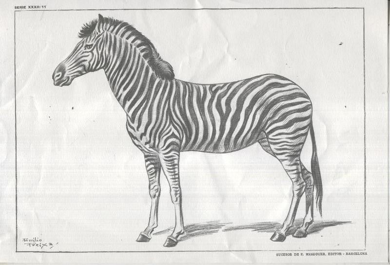 Lamina Emilio Freixas numerada 11: Cebra