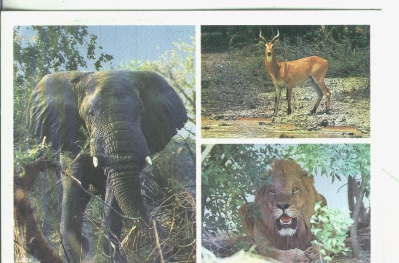 Postal: La faune tropicale
