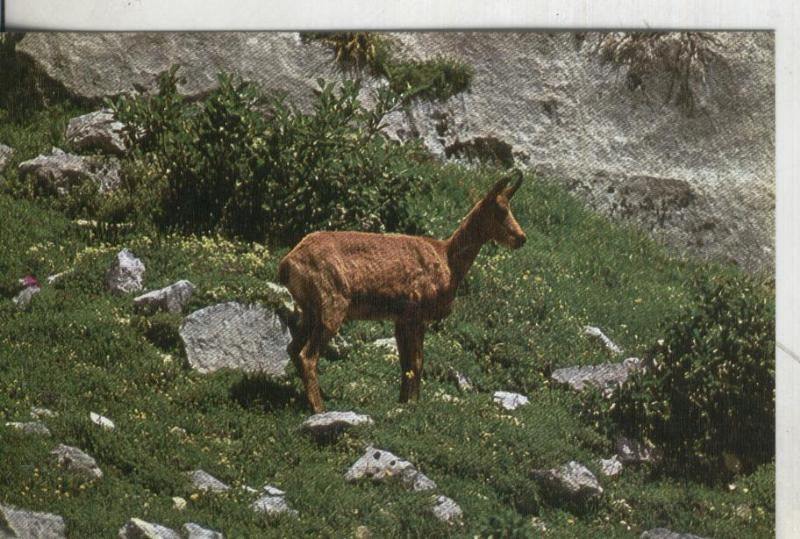 Postal: fauna Iberica: Reveco