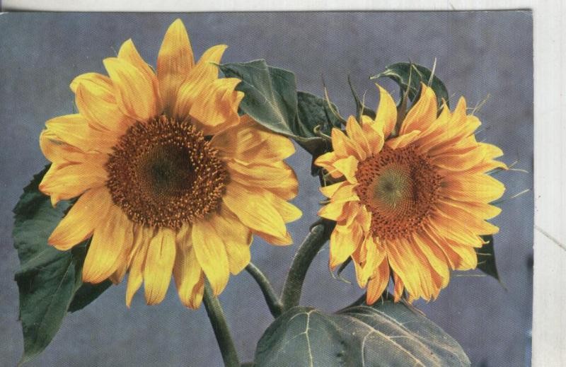 Postal: Flora