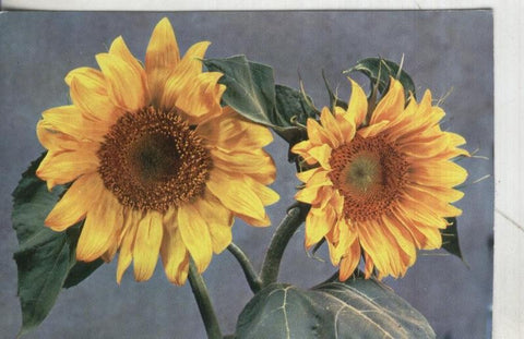 Postal: Flora