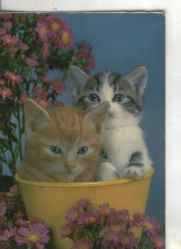 Postal: Gatitos