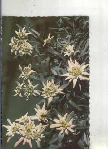 Postal: Edelweis