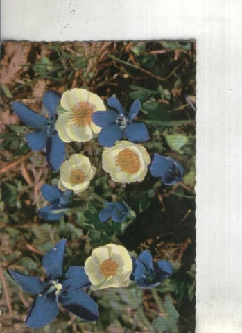 Postal: Suiiza-Alpes-Flores