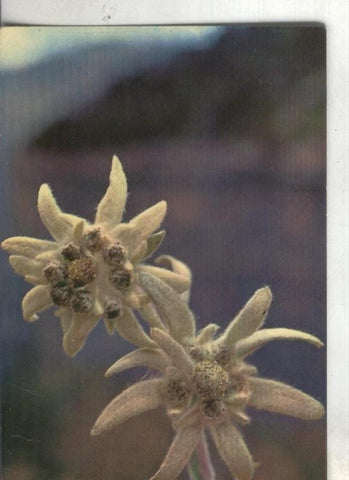 Postal: Flor de Nieve: Edelweis