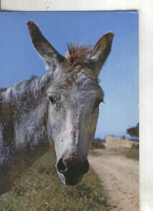 Postal: Burro
