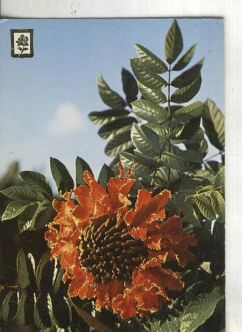 Postal:  coleccion Flores  