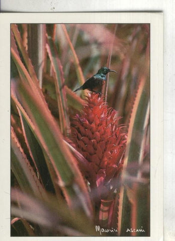 Postal:  Colibri et Ananas comocus variegatus