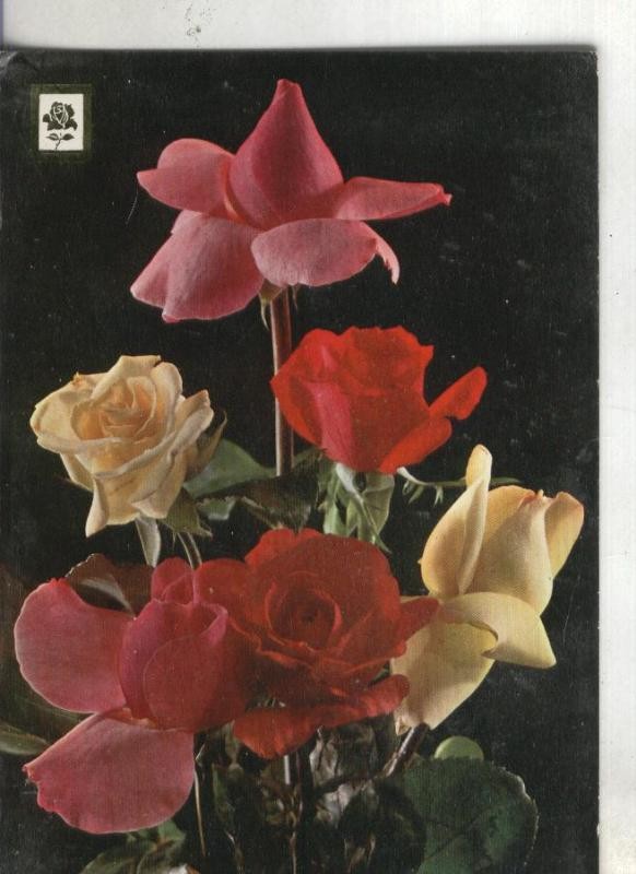 Postal: Coleccion Flores