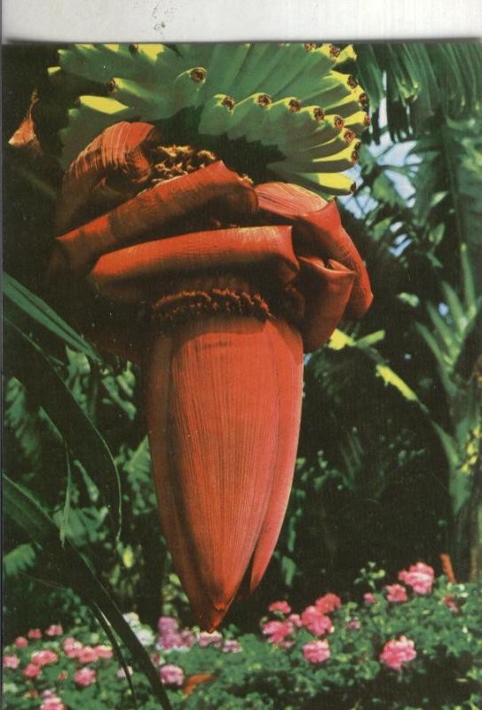Postal: Flores de Canaria