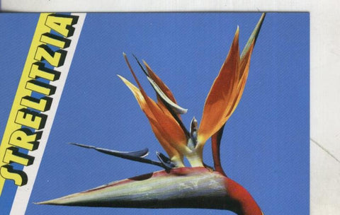 Postal 3970 : Tenerife: Flor de Strelitzia
