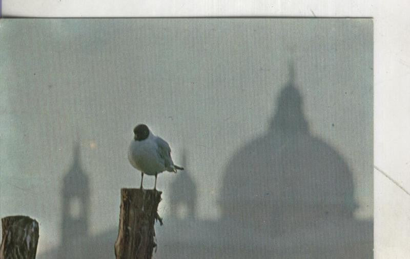 Postal 3967 : Venecia: Visiones al alba