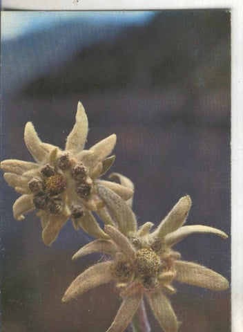 Postal 4762 : Flor de Nieves (Edelweis)