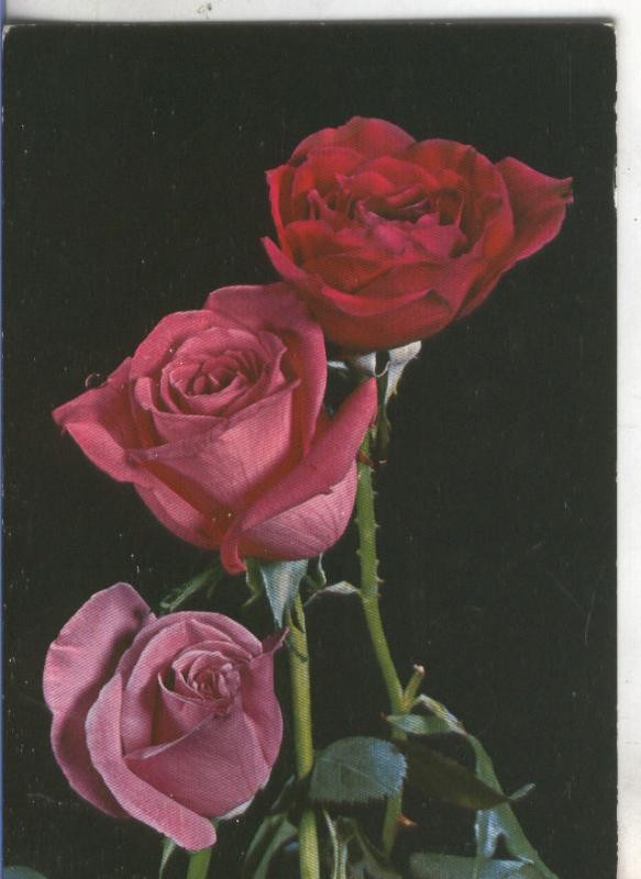 Postal 4886 : Flores