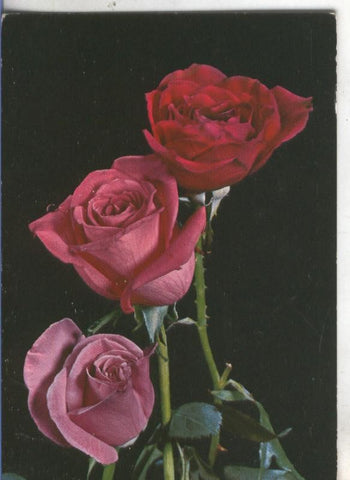 Postal 4886 : Flores