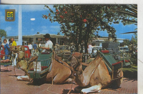 Postal 5127 :  Escena tipica en Puerto de la Cruz