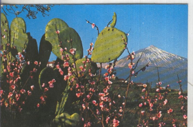 Postal 5171 : Flores y Pico del Teide en Tenerife