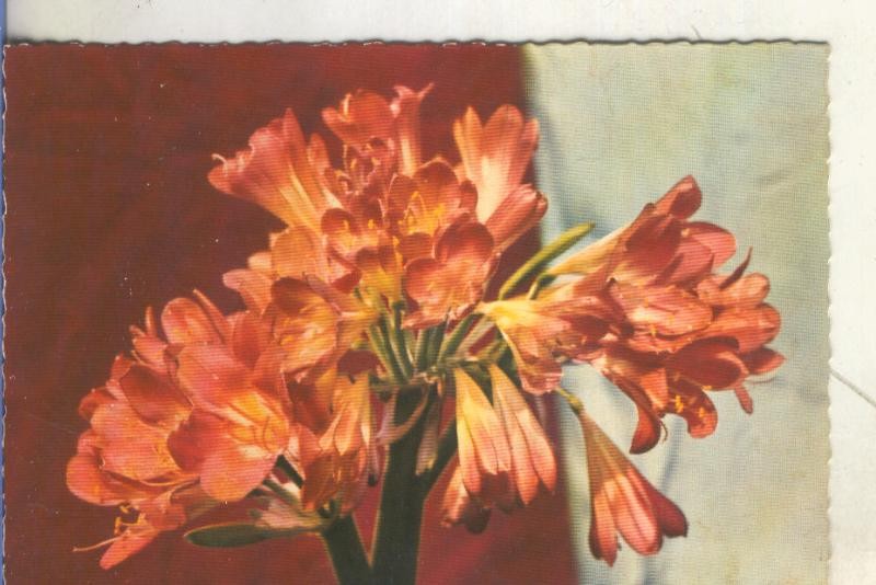 Postal 5920 : Flores