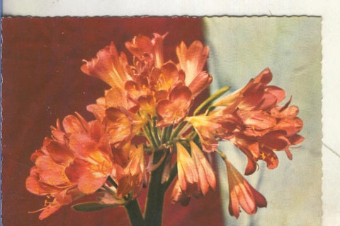 Postal 5920 : Flores