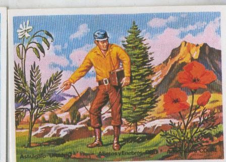 Cromos: Sabias que....? numero 11