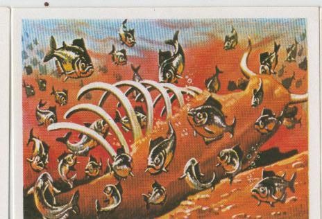 Cromos: Sabias que....? numero 55