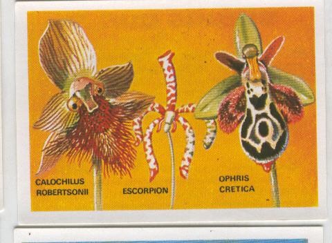 Cromos: Sabias que....? numero 60