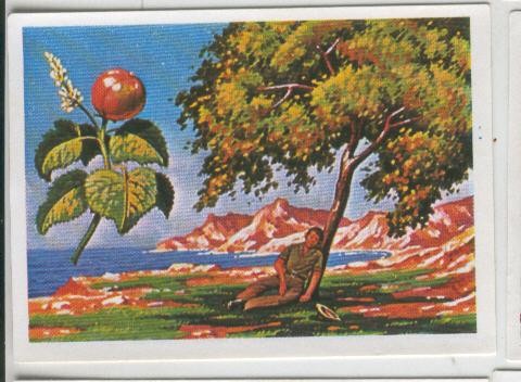 Cromos: Sabias que....? numero 63