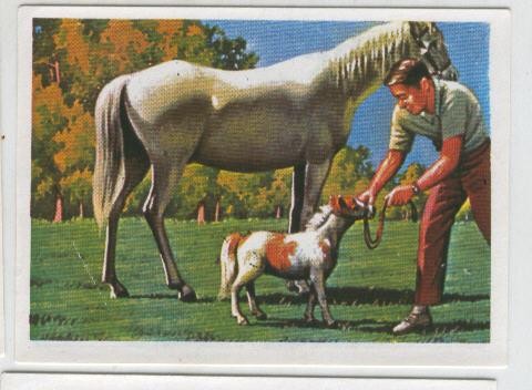Cromos: Sabias que....? numero 64