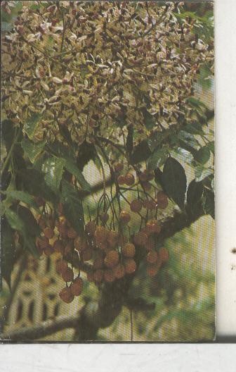 Cromos: Arbres de Barcelona numero 39:B: Melia: flor i fruit