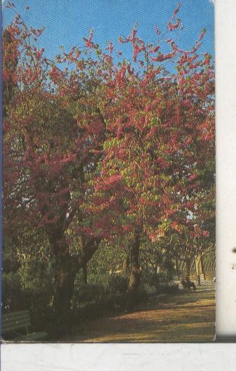 Cromos: Arbres de Barcelona numero 34.A: Abre de Judea, arbre de l,amor
