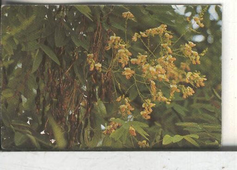 Cromos: Arbres de Barcelona numero 31.B: Sofora, Acaia del Japo: flor, fruits i fulles