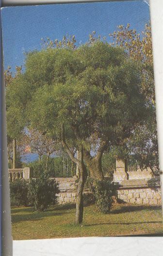 Cromos: Arbres de Barcelona numero 27.A: Mimosa de tot temps 