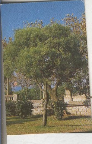 Cromos: Arbres de Barcelona numero 27.A: Mimosa de tot temps 