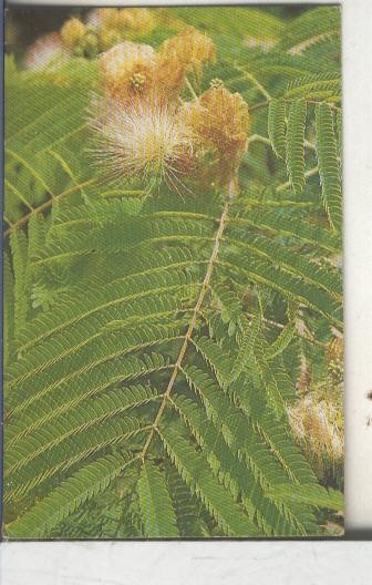 Cromos: Arbres de Barcelona numero 26.B: Acacia de constantinoble: flors i fulles