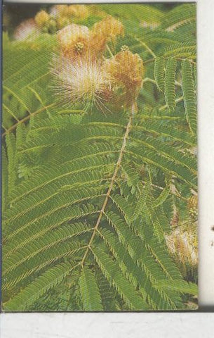 Cromos: Arbres de Barcelona numero 26.B: Acacia de constantinoble: flors i fulles