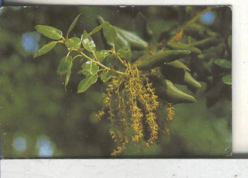 Cromos: Arbres de Barcelona numero 14.B: Alzina: flors masculines
