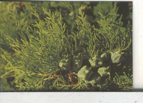 Cromos: Arbres de Barcelona numero 08.B: Tuia: branques i fruit