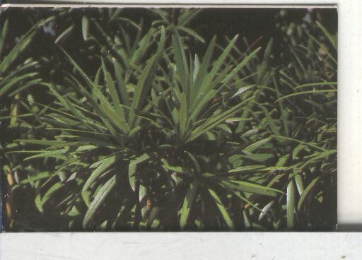 Cromos: Arbres de Barcelona numero 07.B: Podocarp: fulles