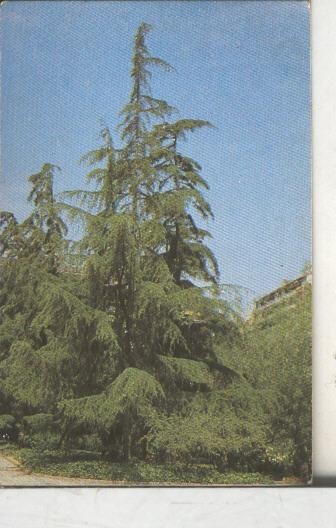 Cromos: Arbres de Barcelona numero 04.A: Cedre de Himlaia 